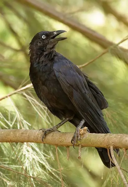Australian Raven photo