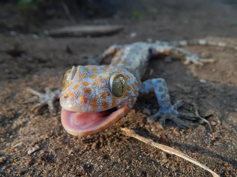 Tokay Gecko photo