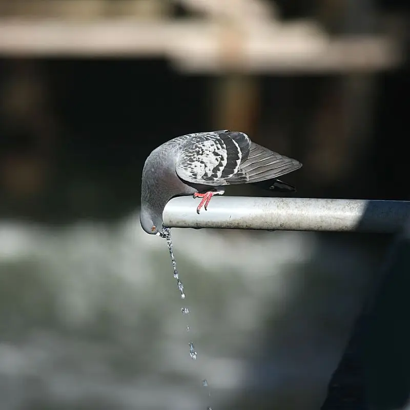 Rock Dove photo