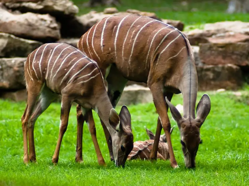 Lesser Kudu photo