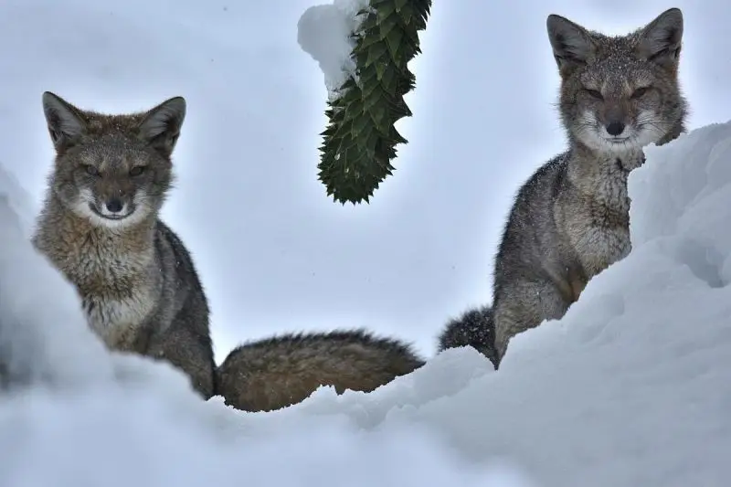 south-american-gray-fox-facts-diet-habitat-pictures-on-animalia-bio