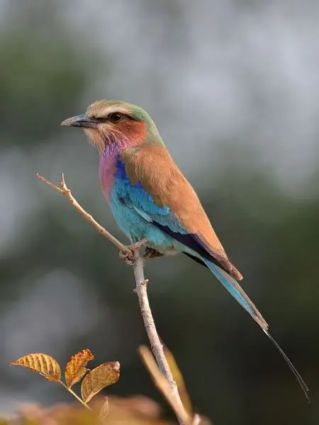 Lilac-Breasted Roller photo