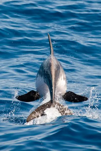 Rough-Toothed Dolphin photo