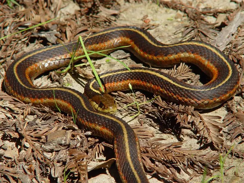 Western Terrestrial Garter Snake - Facts, Diet, Habitat & Pictures On ...