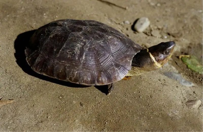 Philippine Forest Turtle photo