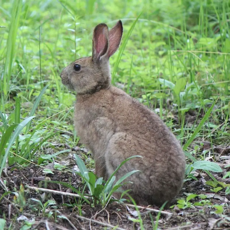 Japanese Hare photo