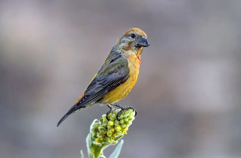 Red Crossbill photo