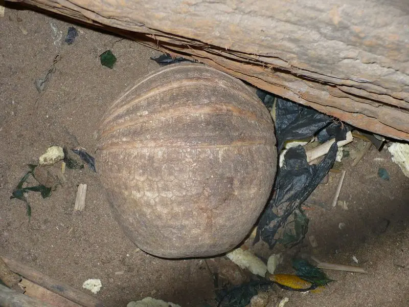 Southern Three-Banded Armadillo photo
