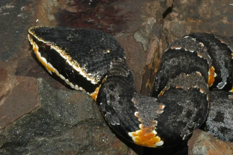 A female Taylor's Cantil (Agkistrodon taylori), photographed in the field in southern Tamaulipas, Mexico. Photographed on 11 September 2007 by William L. Farr. Note the affinity in the colors and textures of rocks and the snake.