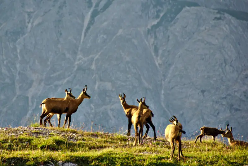 A herd of chamois