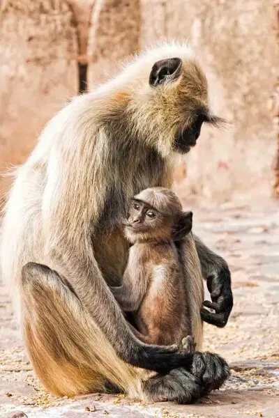 A juvenile gray langur feeds in the safety of its mother's arms.
