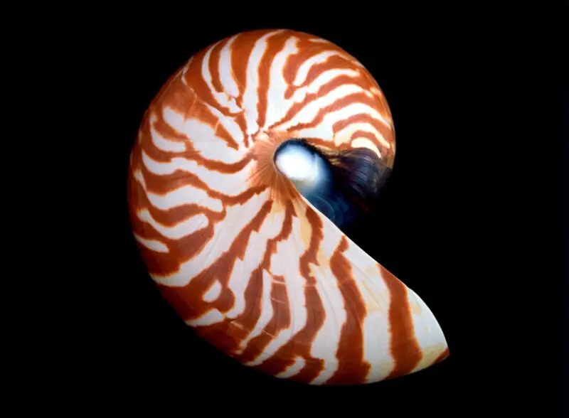 External surface of the shell of the ?primitive? extant cephalopod species Nautilus macromphalus LINNAEUS