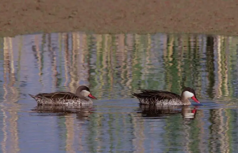 A pair of Cape Teal, Anas capensis