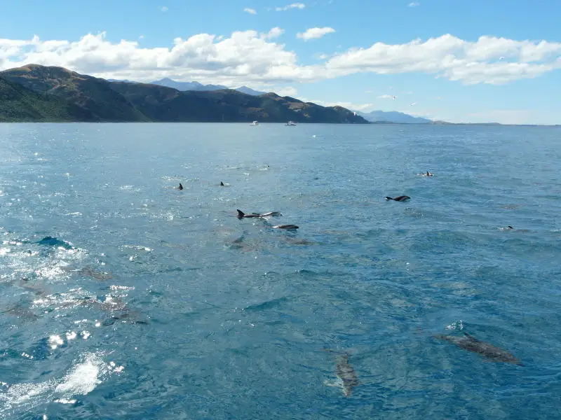 A pod of dusky dolphins