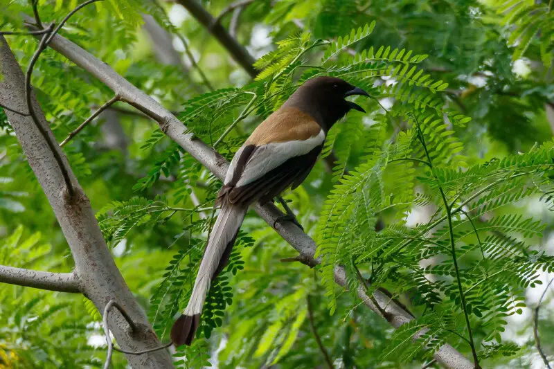 Rufous treepie - Facts, Diet, Habitat & Pictures on Animalia.bio