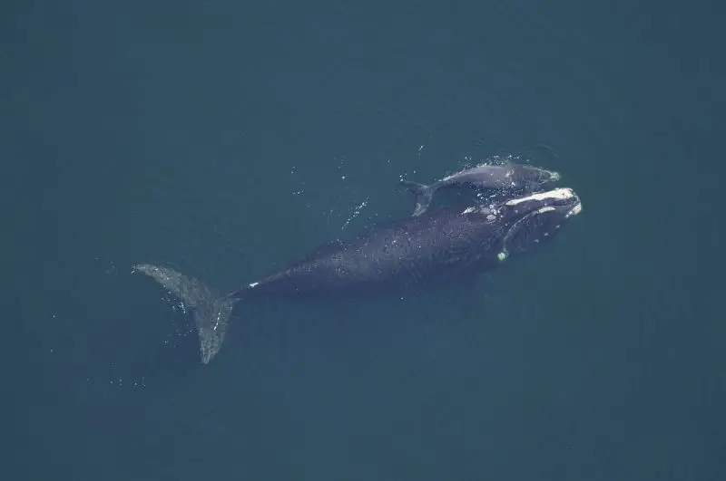 North Pacific Right Whale photo