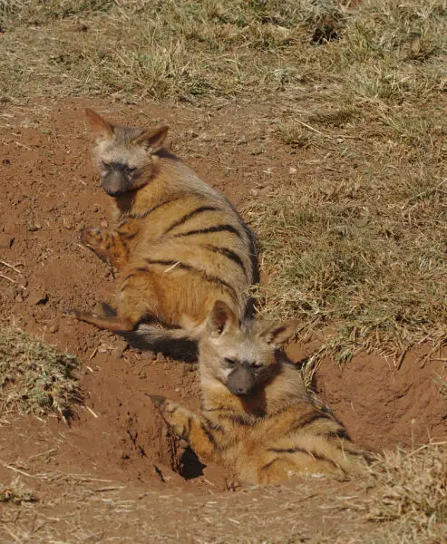 Aardwolf, Proteles cristata, at Lion and Rhino Reserve, Gauteng, South Africa