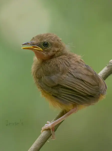 This is an Abbott's Babbler juvenile. This bird could fly as well as make calls at the time of shooting. Location unknown, subspecies unknown. No useful metadata.