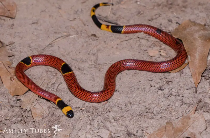 Texas Coral Snake - Facts, Diet, Habitat & Pictures On Animalia.bio