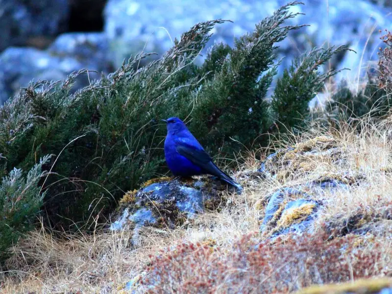 Grandala Bird found at about 4570 m near Goechala pass in the Kanchenjunga National Park, Sikkim, India