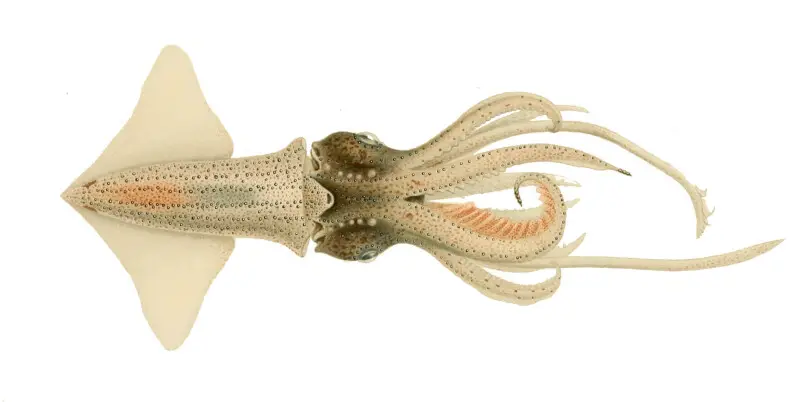 Abraliopsis morisi