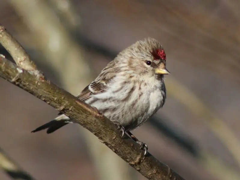 A common redpoll (Acanthis flammea) in Hollihaka park in Oulu, Finland.