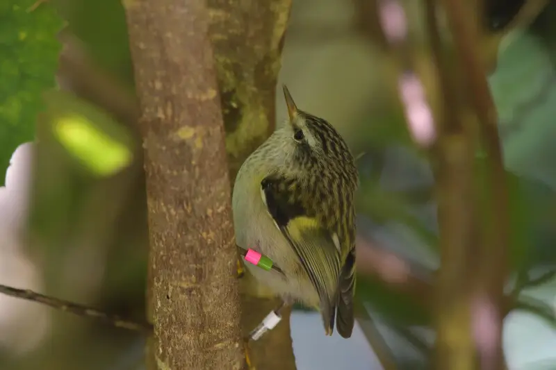North Island Rifleman (Acanthisitta chloris granti). Subspecies of bird.