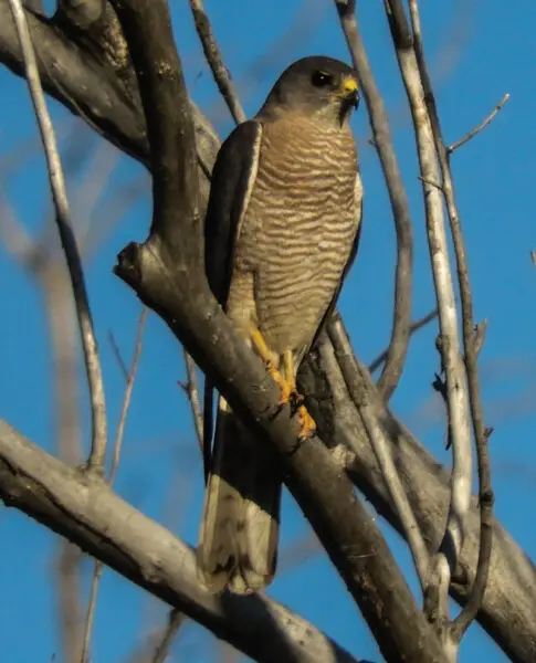 Male of Levant sparrowhawk Accipiter brevipes