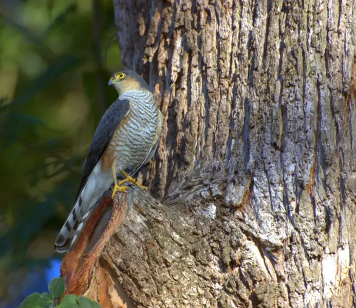 A Rufous-thighed Hawk Accipiter erythronemius. Horto Florestal de S?o Paulo-SP - Brasil.
