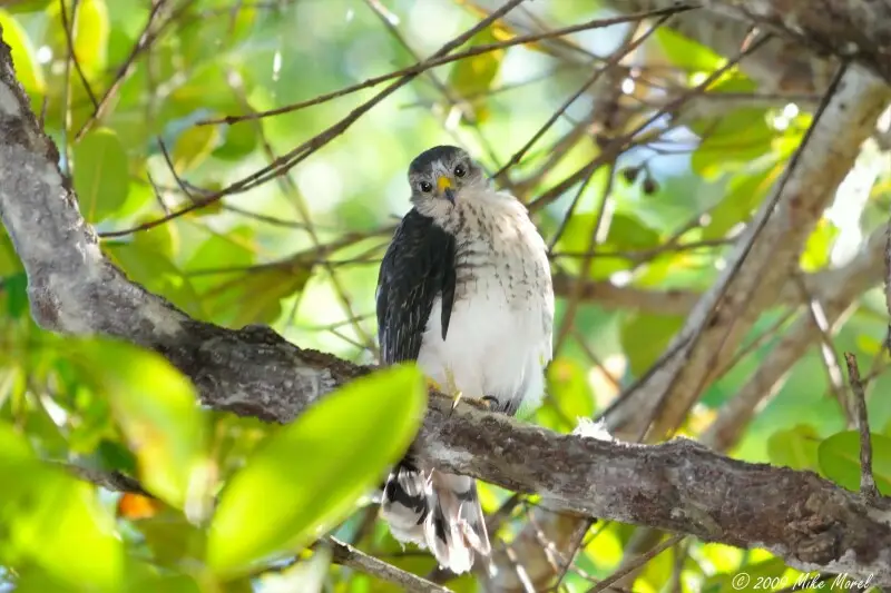 Puerto Rican sharp-shinned hawk (Accipiter striatus venator), Puerto Rico