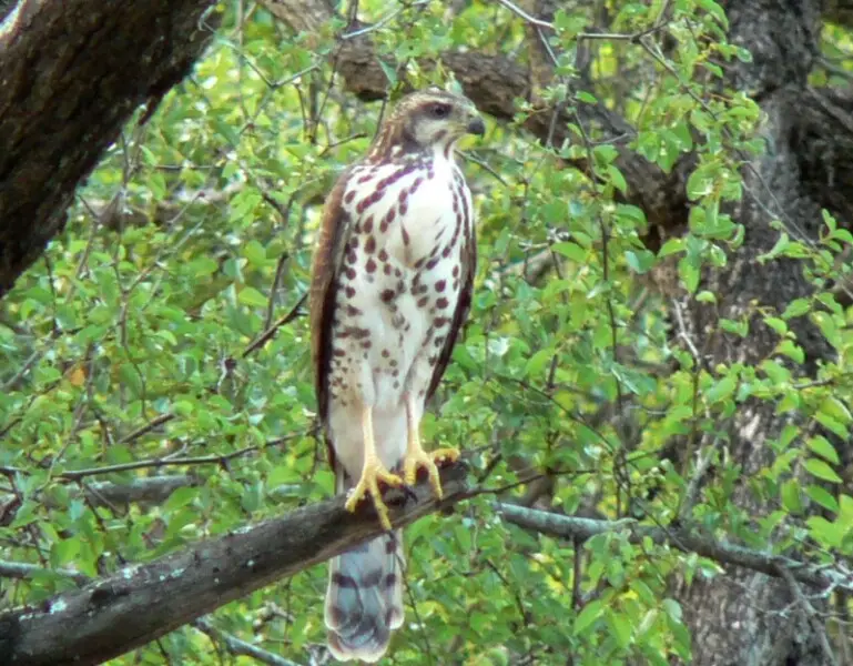 An immature female African goshawk at Skukuza in the Kruger National Park, South Africa