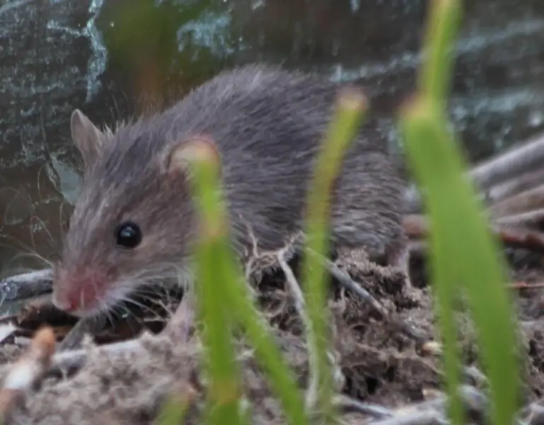 Cape Spiny Mouse (Acomys subspinosus)
