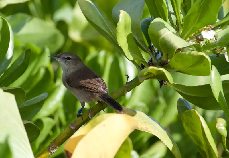 A Nihoa Millerbird on Laysan, Northwestern Hawaiian Islands, USA. One of several birds newly translocated from Nihoa to Laysan.