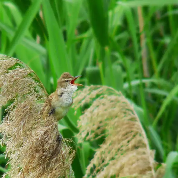 Oriental Reed Warbler Acrocephalus arundinaceus declaring its territory in the reed field in Japan all day.