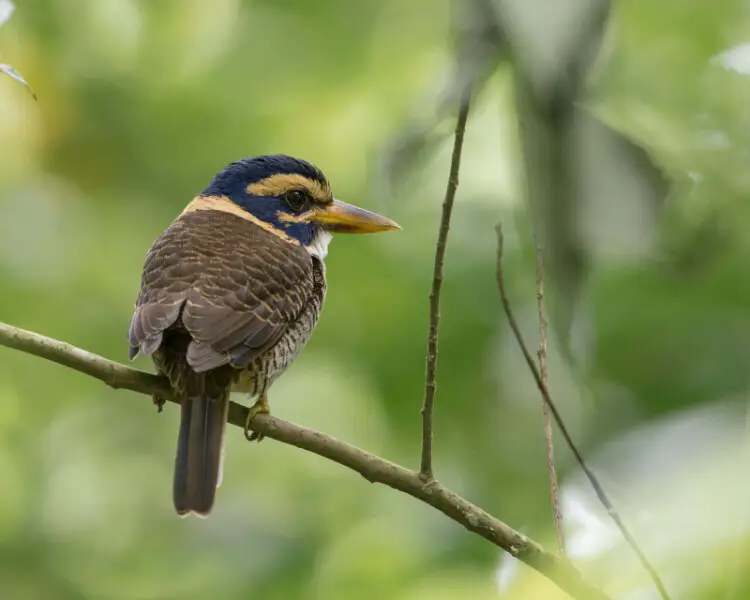Scaly-breasted Kingfisher, Minahasa Mountain, North Sulawesi, Indonesia