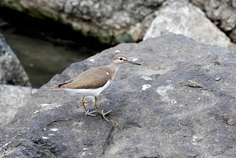 Common sandpiper - Facts, Diet, Habitat & Pictures on Animalia.bio