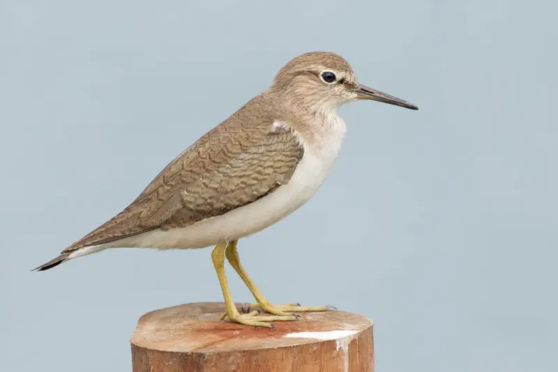 Common sandpiper - Facts, Diet, Habitat & Pictures on Animalia.bio