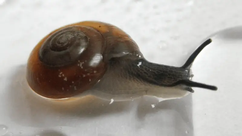 Photo of right side view of Aegopinella nitidula.