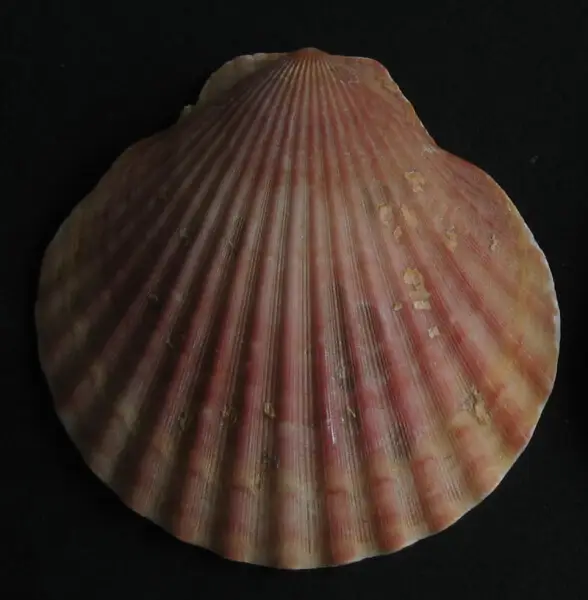 Queen scallop Facts, Diet, Habitat & Pictures on Animalia.bio