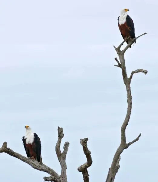 African Fish Eagle Facts, Diet, Habitat & Pictures on Animalia.bio