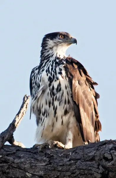 African Hawk Eagle, adult. Kruger National Park, South Africa
