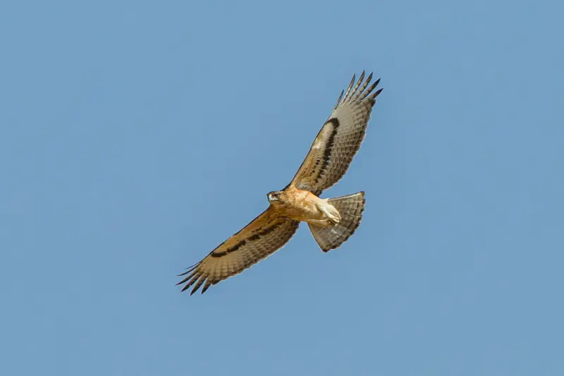 African Hawk-eagle - Samburu - Kenya_S4E4964