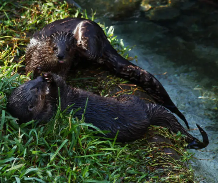 African Spot-necked Otter