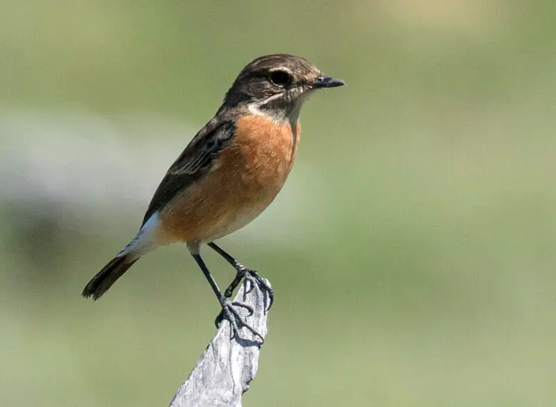 Photograph of a Female African Stonechat (Saxicol torquatus)