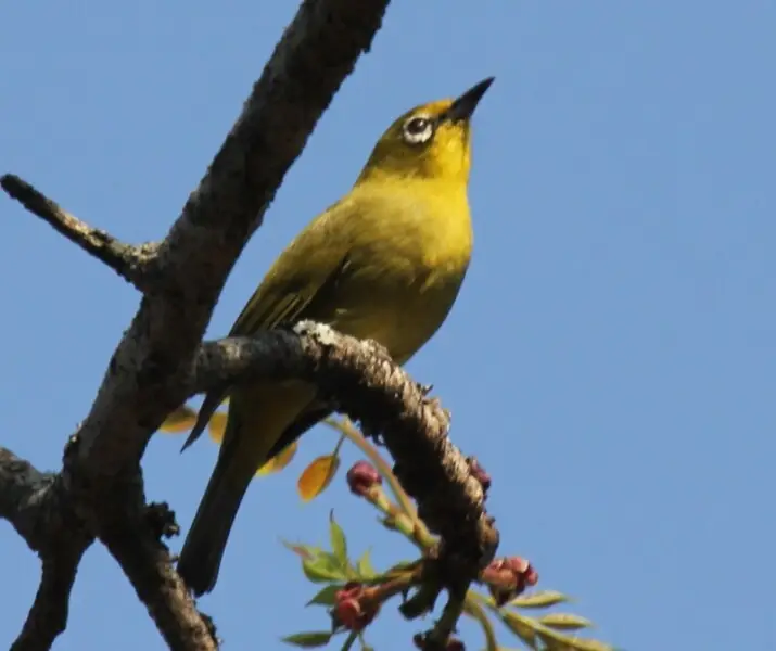 Northern yellow white-eye - Facts, Diet, Habitat & Pictures on Animalia.bio