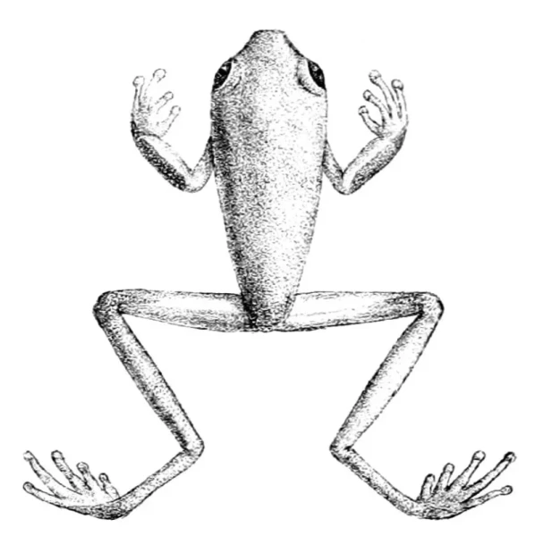 Agalychnis buckleyi факти, дієта, ареал і фотографії на Animalia.bio