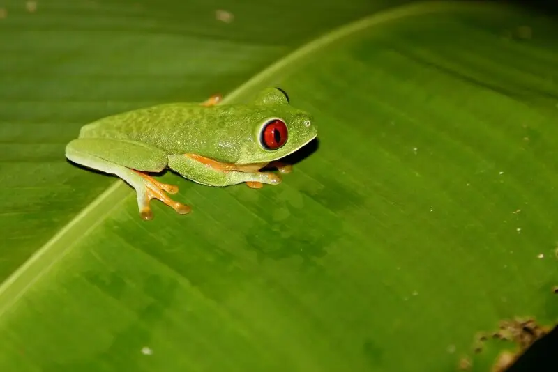 Agalychnis callidryas - Facts, Diet, Habitat & Pictures on Animalia.bio