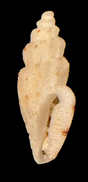 PRESERVED_SPECIMEN; Agathotoma ecthymata Garc?a, 2008; Type status: 	N/A; Identified by:	Fallon P.; Individual count:	1; Event date: 	2016-09-11T00:00:00Z