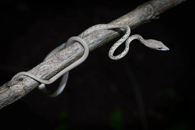Ahaetulla prasina - Asian vine snake (white morph) - Khao Yai National Park