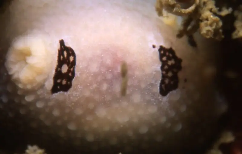 photograph of the spotted spots of the nudibranch Aldisa trimaculata taken on the Atlantic side of the Cape Peninsula off the South African coast in 30m of water, using a Nikonos V camera